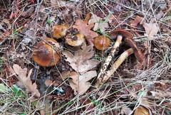Cortinarius trivialis