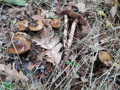 Cortinarius trivialis
