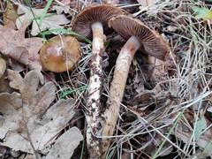 Cortinarius trivialis