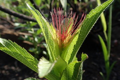 Acalypha punctata