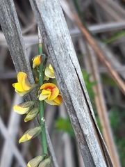 Sphaerolobium vimineum