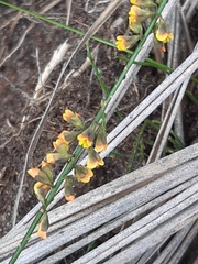 Sphaerolobium vimineum