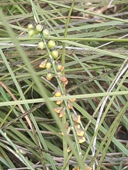 Sphaerolobium vimineum