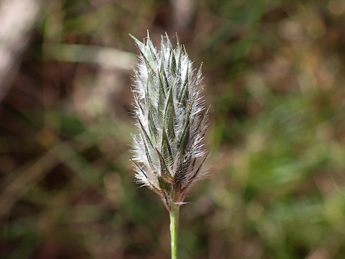 foxtail mulga grass (Neurachne alopecuroidea) · iNaturalist