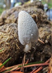 Coprinopsis nivea