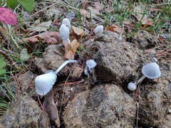 Coprinopsis nivea
