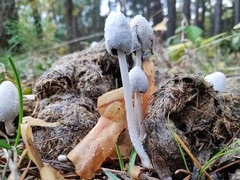 Coprinopsis nivea