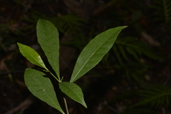 Tabernaemontana pandacaqui