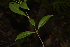 Tabernaemontana pandacaqui