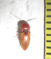 Cardiophorinae