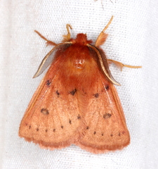 Anthela ferruginosa