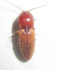 Cardiophorinae