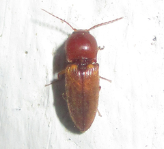 Cardiophorinae