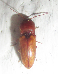 Cardiophorinae
