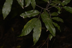 Alectryon subcinereus