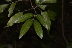 Alectryon subcinereus