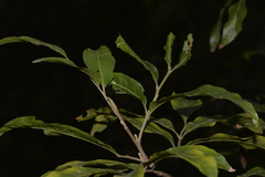 Alectryon subcinereus