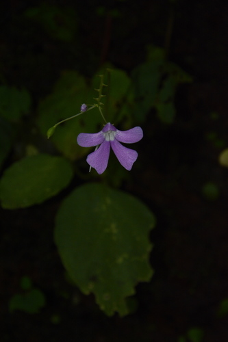 Image of Impatiens acaulis by (c) Siddarth Machado, some rights reserved (CC BY)
