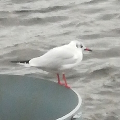 Chroicocephalus ridibundus