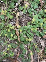 Hydrocotyle laxiflora