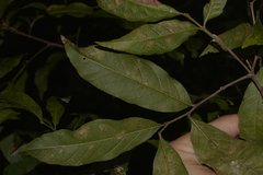 Alectryon subcinereus