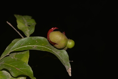 Alectryon subcinereus