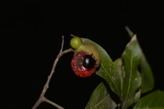 Alectryon subcinereus