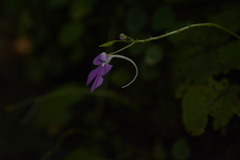 Impatiens acaulis