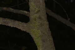 Alectryon subcinereus