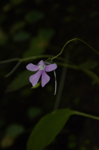 Image of Impatiens acaulis by (c) Siddarth Machado, some rights reserved (CC BY)