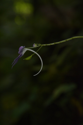 Image of Impatiens acaulis by (c) Siddarth Machado, some rights reserved (CC BY)