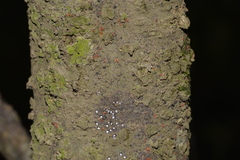 Alectryon subcinereus