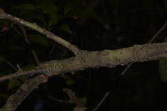 Alectryon subcinereus