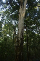 Lagerstroemia microcarpa