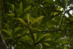 Madhuca neriifolia