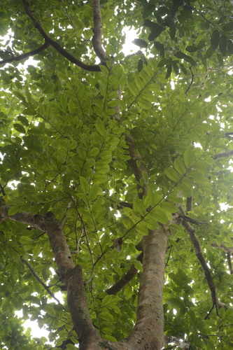 Margaritaria indica, photograph 1