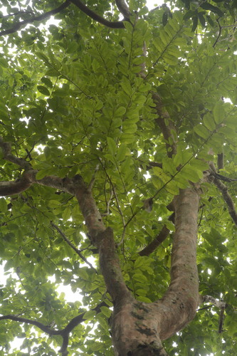 Margaritaria indica, photograph 2