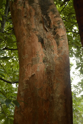 Margaritaria indica