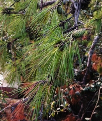 Pinus taiwanensis