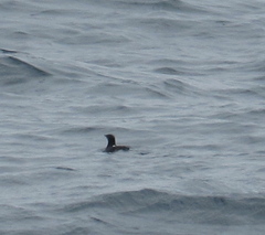 Synthliboramphus scrippsi