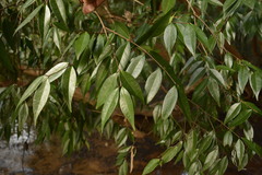 Syzygium toddalioides