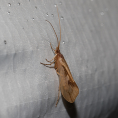 Platycentropus radiatus