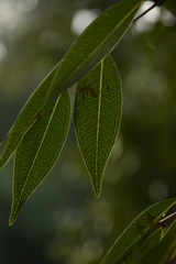 Syzygium toddalioides