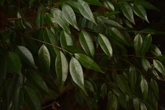 Syzygium toddalioides