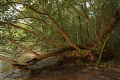 Syzygium toddalioides