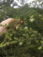 Kunzea ambigua