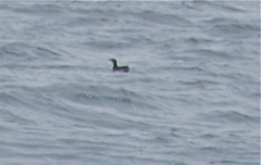 Synthliboramphus craveri