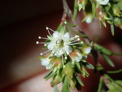 Kunzea ambigua