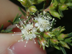 Kunzea ambigua