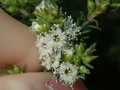 Kunzea ambigua